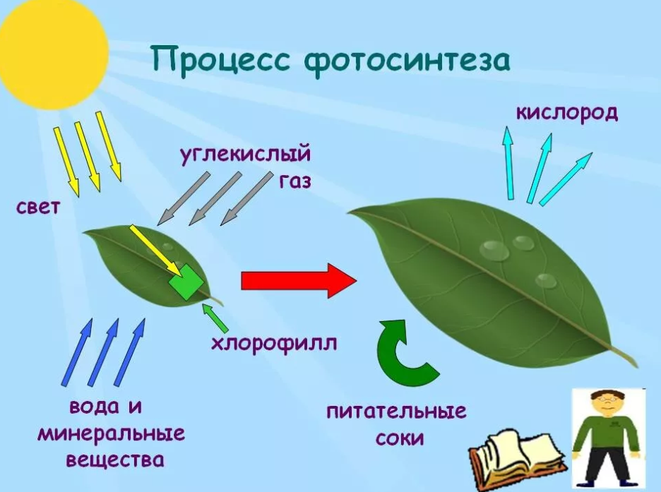 Фотосинтез растений 6 класс схема