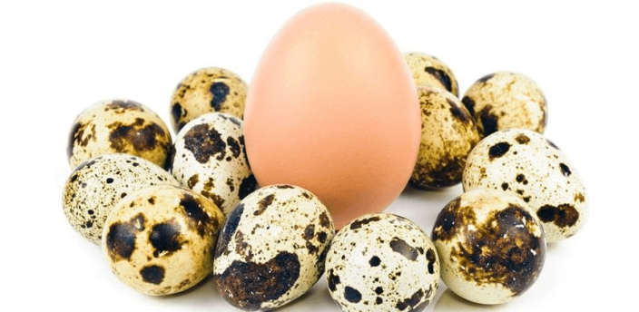 Los huevos de pollo y codorniz en cantidades moderadas no aumentan el colesterol