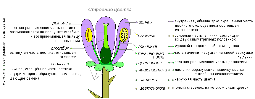 Biology quiz on the topic flower