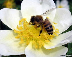 Pourquoi l'abeille meurt-elle après la morsure, après la piqûre et il n'y a pas de lavage: la morsure des guêpes et des abeilles est une distinction. Pourquoi les abeilles et les guêpes piquent-elles les gens? Premiers soins pour les bouchées ou les guêpes: remèdes folkloriques pour œdème