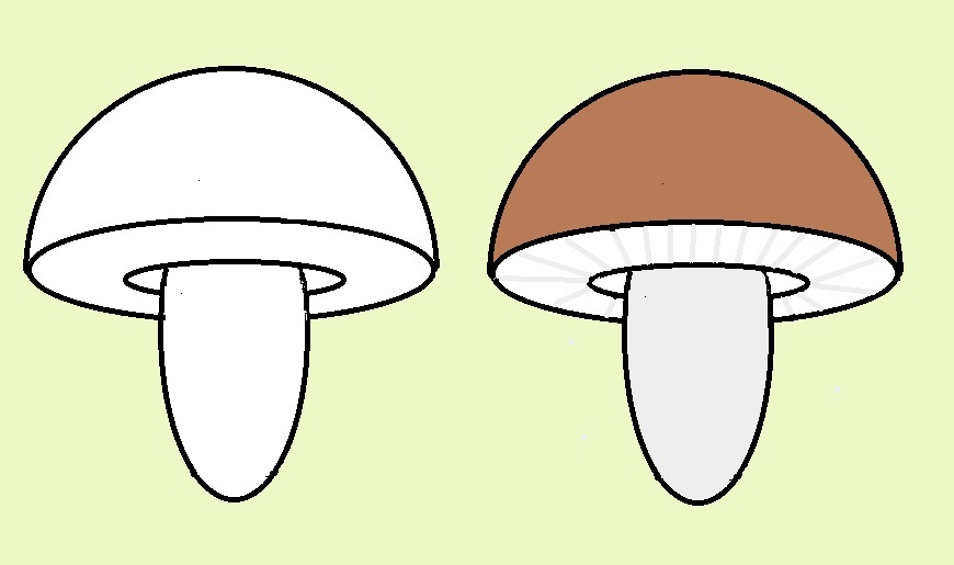 Menggambar jamur yang dapat dimakan untuk pemula