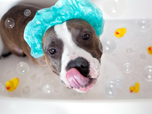 Как часто можно мыть, купать собаку, чихуахуа, йорка? Чем и как купать собак? Обзор шампуней для собак от блох, перхоти, запаха
