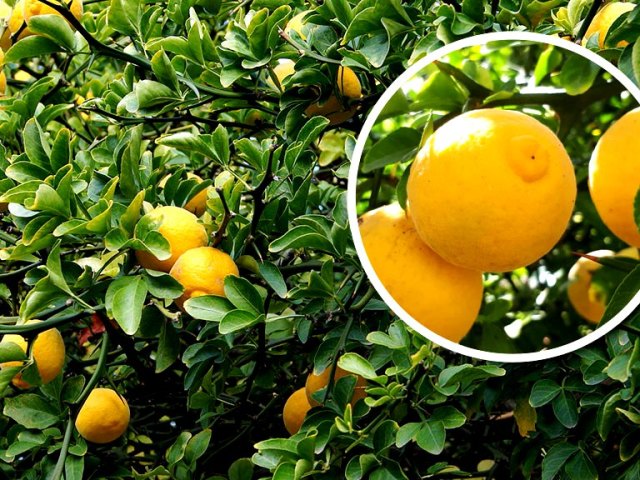 Дикий лимон понцирус — что это, чем полезен, как употреблять в пищу, что можно с ним приготовить? Как вырастить дикий лимон понцирус в средней полосе России?