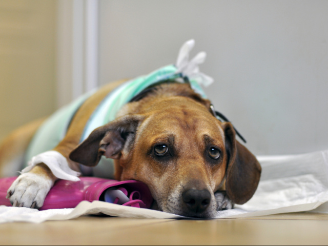 Mastitis pada anjing: penyebab, jenis, perawatan, pencegahan