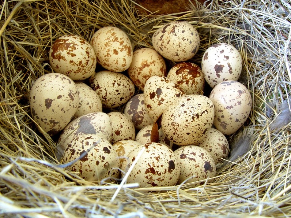 В оригинальном рецепте салата "гнездо глухаря" должны использоваться вареные яйца перепелки