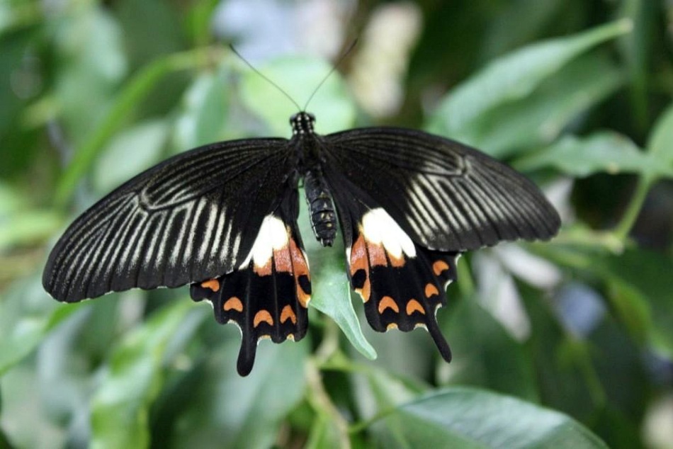 Эффект бабочки: примеры из жизни, описание