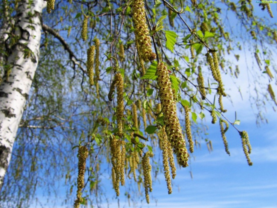 Contraindications to the treatment of birch buds
