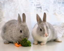 Декоративные кролики: уход и содержание в домашних условиях. Сколько живут декоративные кролики, чем кормить, какие болезни, прививки?