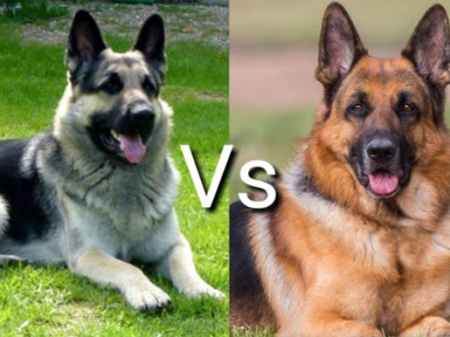 What is the difference between a German shepherd and eastern European: dignity and similarity of breeds, photos
