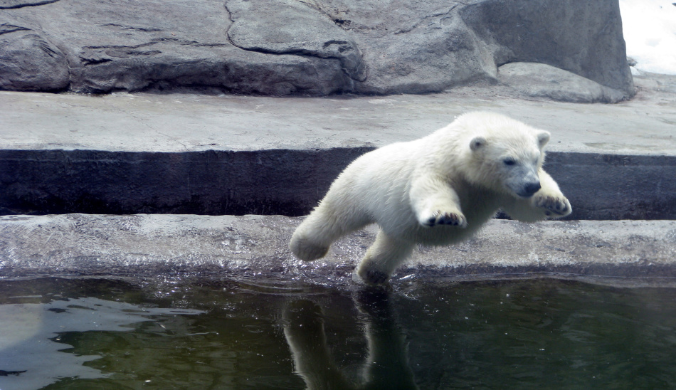 Die Anziehungskraft von Moskau - Moskau Zoo