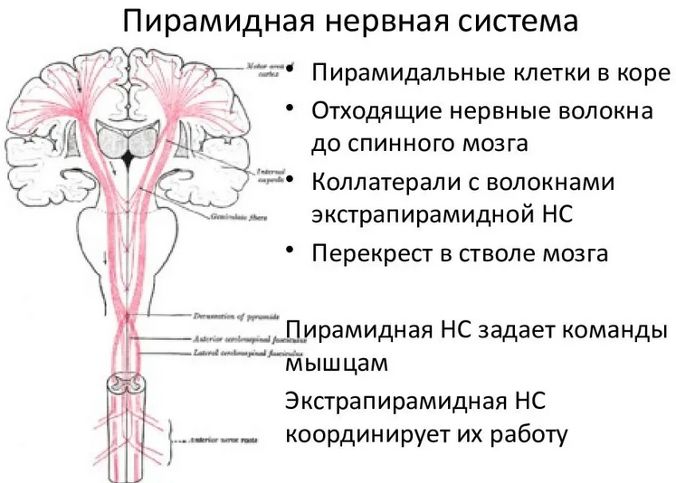 Piramidalni motorični sistem možganov