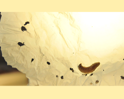 Что способны делать гусеницы большой восковой моли? Как гусеницы большой восковой моли способны разлагать полиэтиленовые пакеты?
