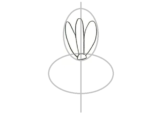 Cara menggambar bunga iris: menggambar kelopak atas.