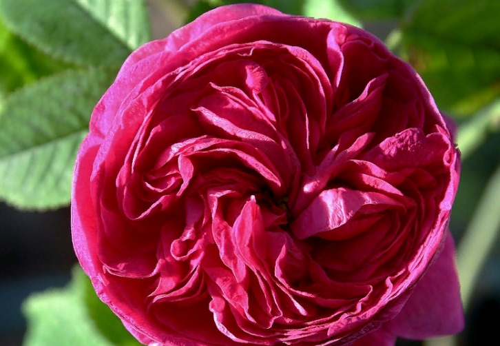 Красивая роза «шарль де миллс»