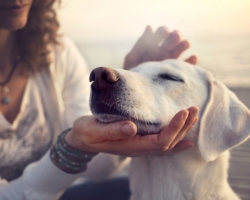 Menghisap anjing orang lain atau anjingnya: sebuah tanda, jika anjing itu mati atau selamat - interpretasi tidur, netralisasi negativitas