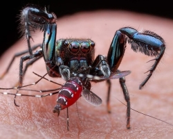 Zakaj doma ne morete ubiti pajkov: znaki, prepričanja