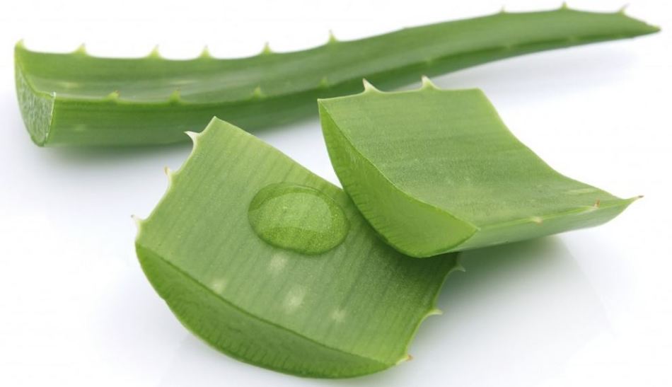 Aloe juice eliminates irritation after shaving