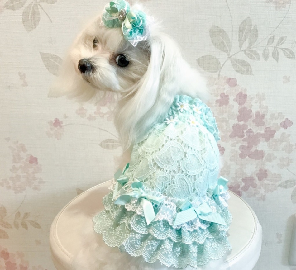 Dog blonde in a delicate dress