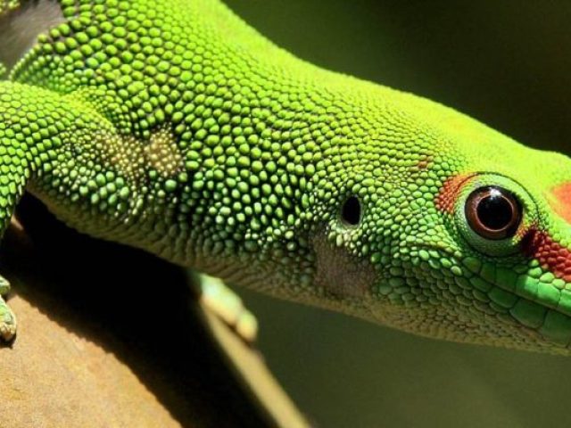 ¿Cuál es la similitud y la diferencia de Triton y Lizards? Comparación, Foto