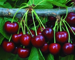 How to grow cherries from a bone at home: step -by -step guide for beginners. How to properly sprout cherries from a bone, put in the spring in the ground, cut than to spray, feed: step -by -step instructions. Cherries and pests: description with photos