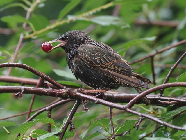 Cómo y cómo asustar a las aves de las cerezas, las cerezas: métodos modernos y populares. Que para cubrir las cerezas, cerezas de pájaros: consejos