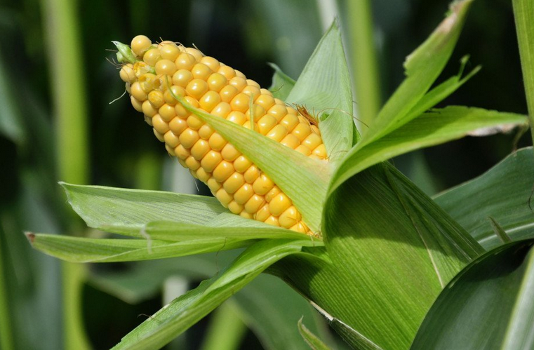 Растение-талисман — кукуруза