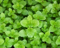 Mint tea - benefits and harm: recipes and advice on use. How to brew mint tea correctly?
