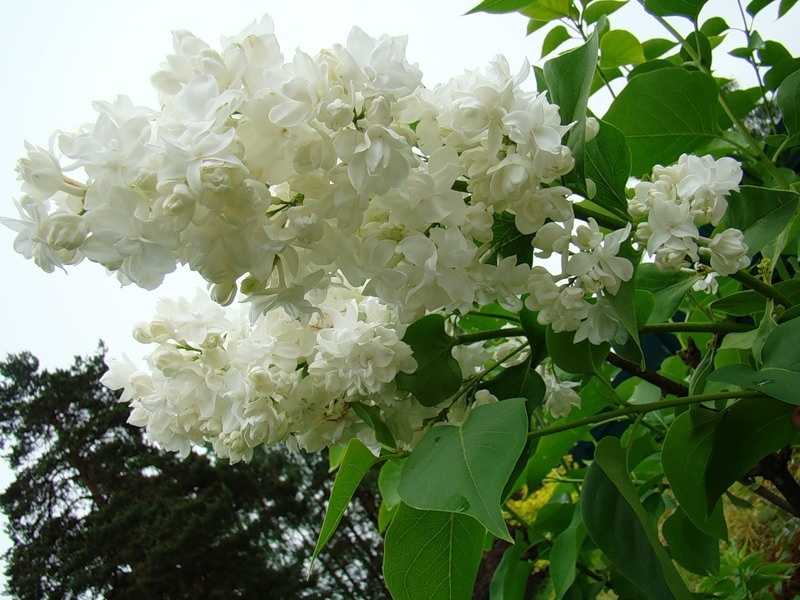 Beli cvetoči lila raste v bližini hiše