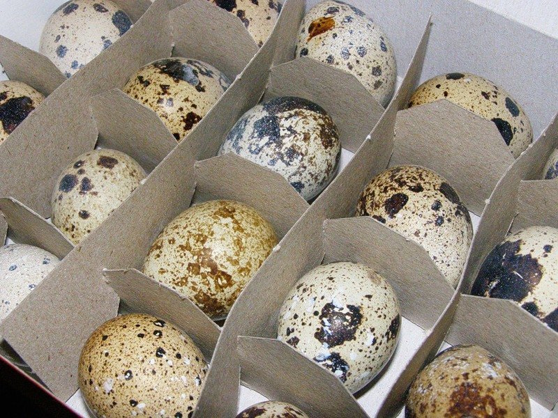 The use of quail eggs in diabetes discuss with the attending physician