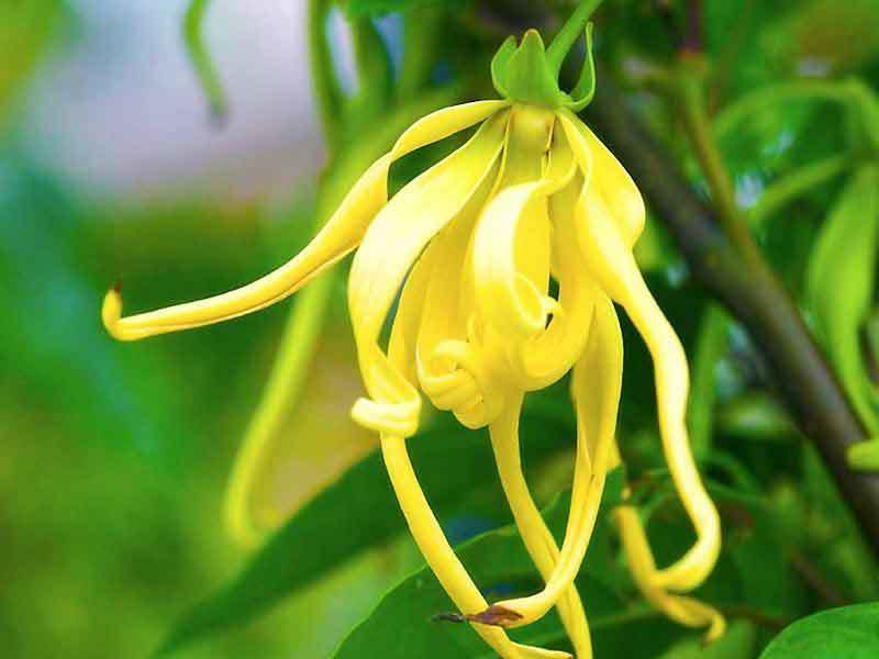 Ilang-ylang به آرامش هم بزرگسالان و کودکان کمک می کند