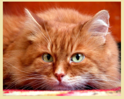 Pisică roșie sau pisică: semne populare și credințe. Ce să faci cu pisica roșie găsită: plecați sau nu?