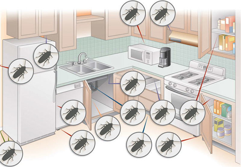 Favorite places for cockroaches in the kitchen.