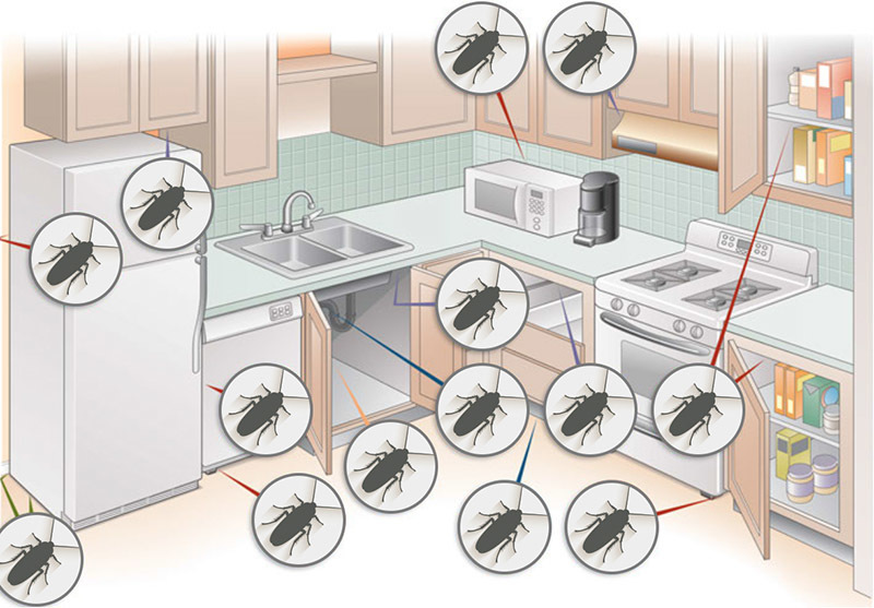 Luoghi preferiti per gli scarafaggi in cucina.