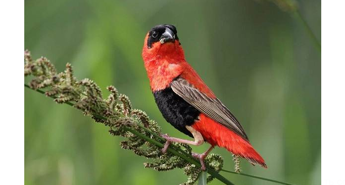 Бархатный ткач — красивая певчая птица