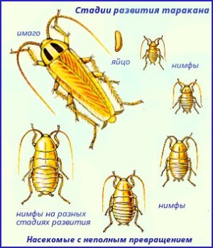 Stages of development of home cockroach.
