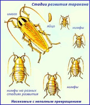 Entwicklungsstadien von Home Cockroach.