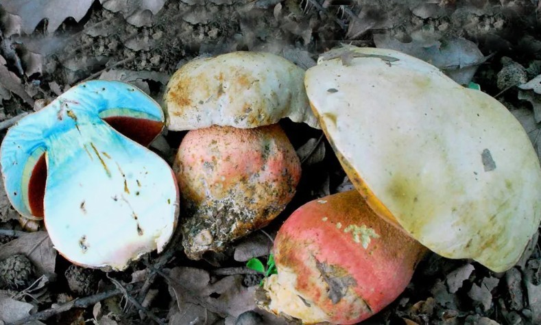 Poisonous mushrooms, with a blue leg