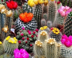 Шта цвета кактуса у кућу - знаци, шта значи цветање кактуса? ЦАКТУС цвјетао други пут годину дана - знакови