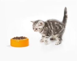 Bagaimana bisa dan berapa kali sehari untuk memberi makan anak kucing pada 1-6 bulan tanpa kucing: daftar pakan, makanan dan piring, mode makan