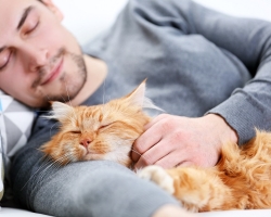 Le chat est lent, dort beaucoup: norme ou pathologie? Le chat mange peu et dort beaucoup, que faire?