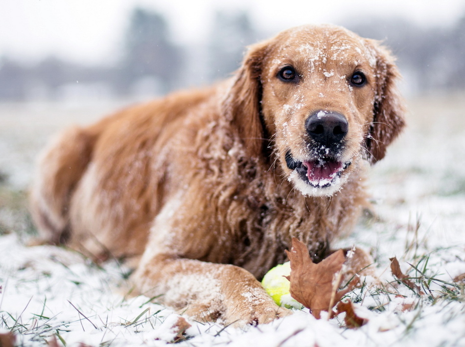 Le chien boit beaucoup d'eau en hiver - pourquoi?