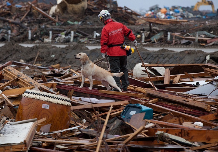 Animals also give signals about the approach of earthquakes, especially dogs