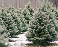 Како изабрати доброг божићног дрвета уживо за нову годину: која је новогодишња божићна стабла када требате да купите божићно дрвце уживо, шта да обратите пажњу када бирате?