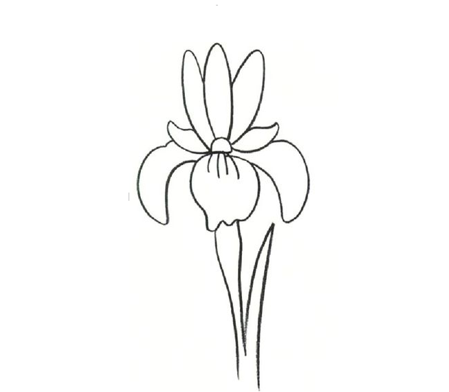 How to draw a flower of iris: finished drawing