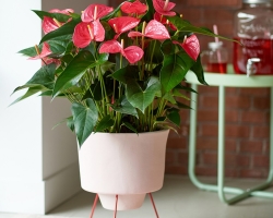 What indoor flowers must be in every house, apartment? What flowers should not be kept at home: forbidden list, reasons