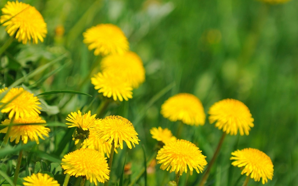 Dandelion is a very useful plant, including for the treatment of endometriosis - Ayurveda teaches this