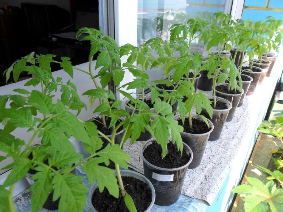 Чем полить рассаду томатов, чтобы лучше росла и была крепкой?