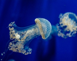 Medusa è una creatura insolita: tipi di meduse e fatti interessanti su di loro