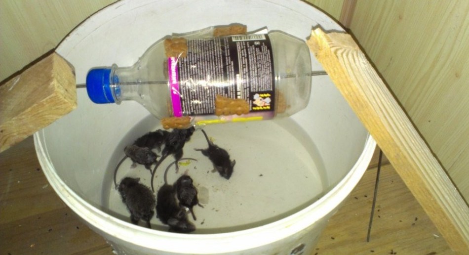 Bagaimana cara membuat perangkap tikus dari botol plastik dan cara mengisi daya?