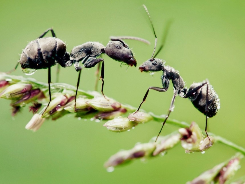 Wie man mit Ameisen im Garten, Garten, umgeht: Wege zum Kampf